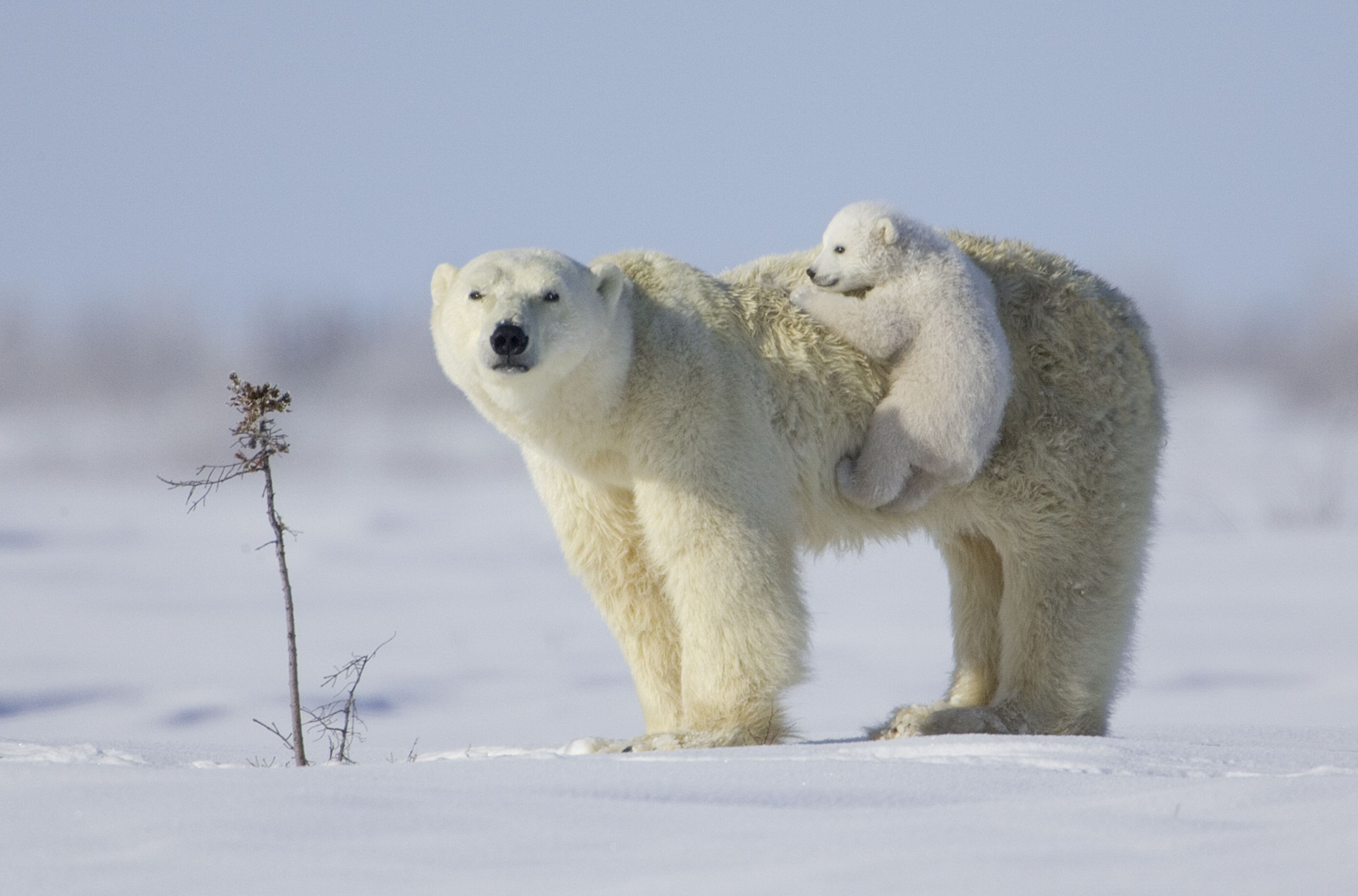 Mama Polar Bear and Her Cub