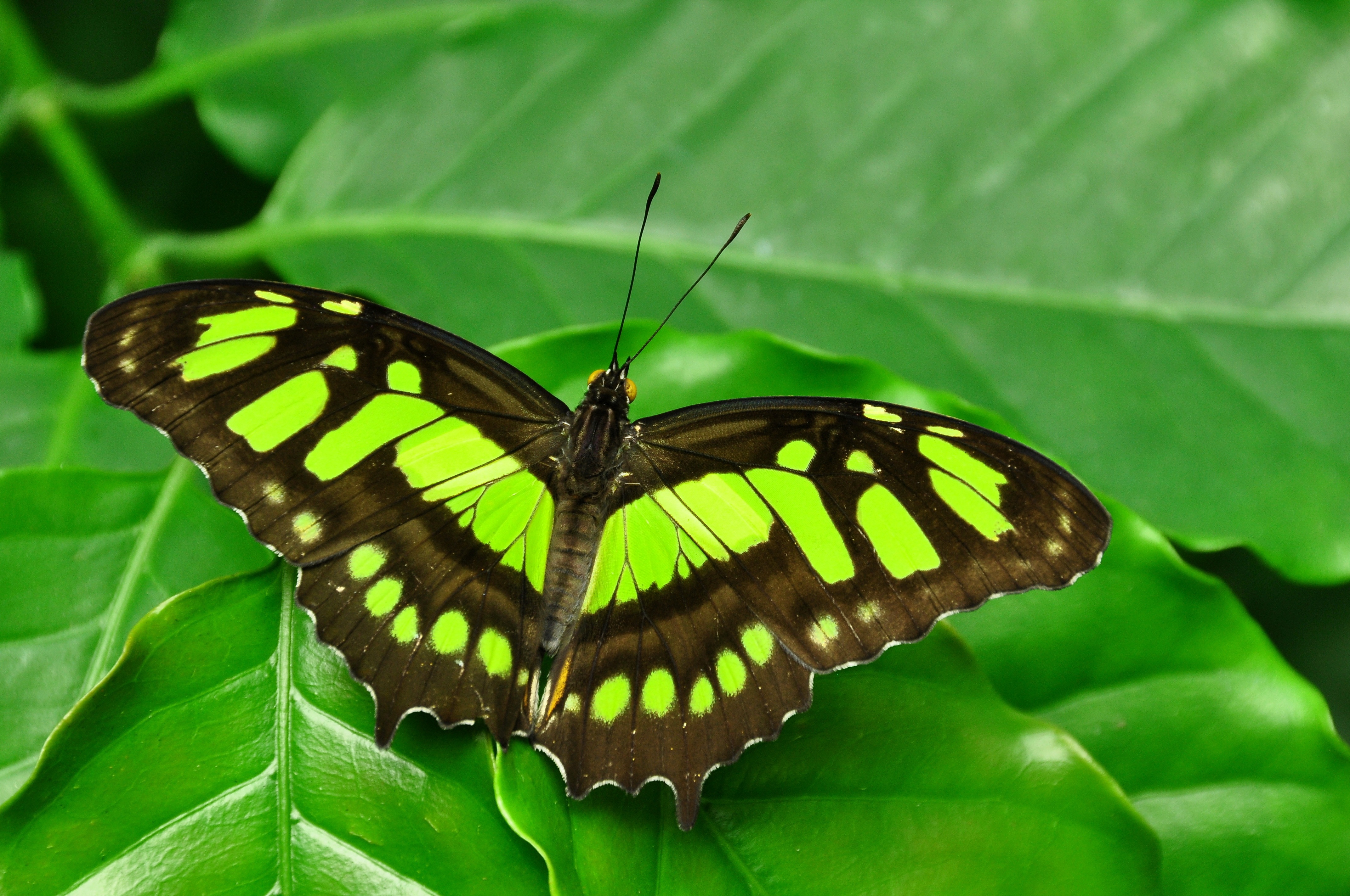 malachite-butterfly-scientific-name-siproeta-stelenes-by-shawshank61