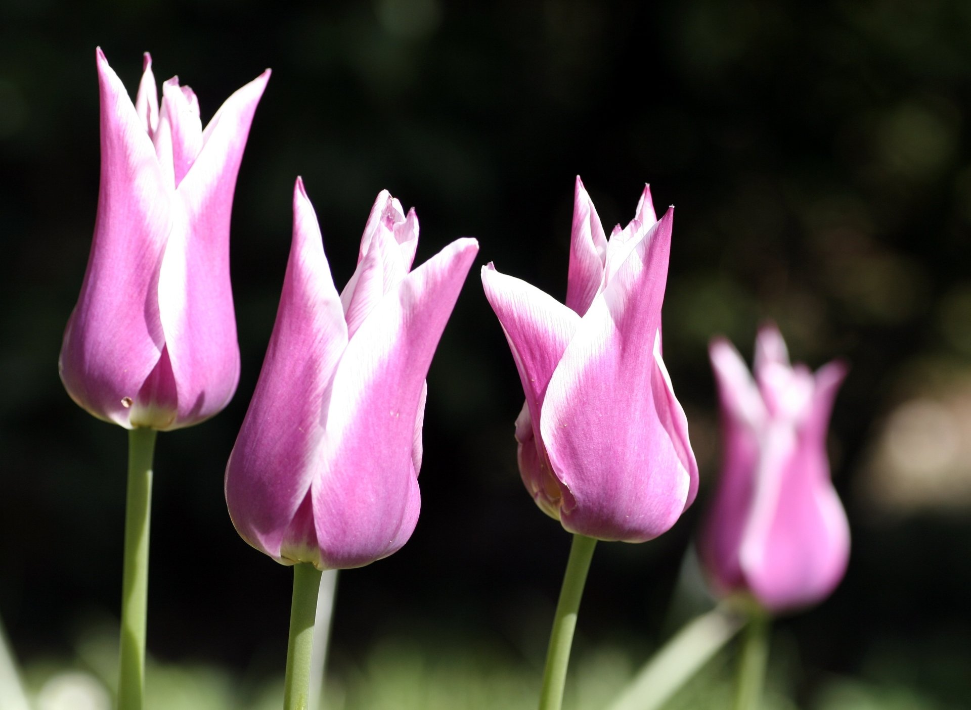 Download Pink Flower Flower Nature Tulip HD Wallpaper by ycky21