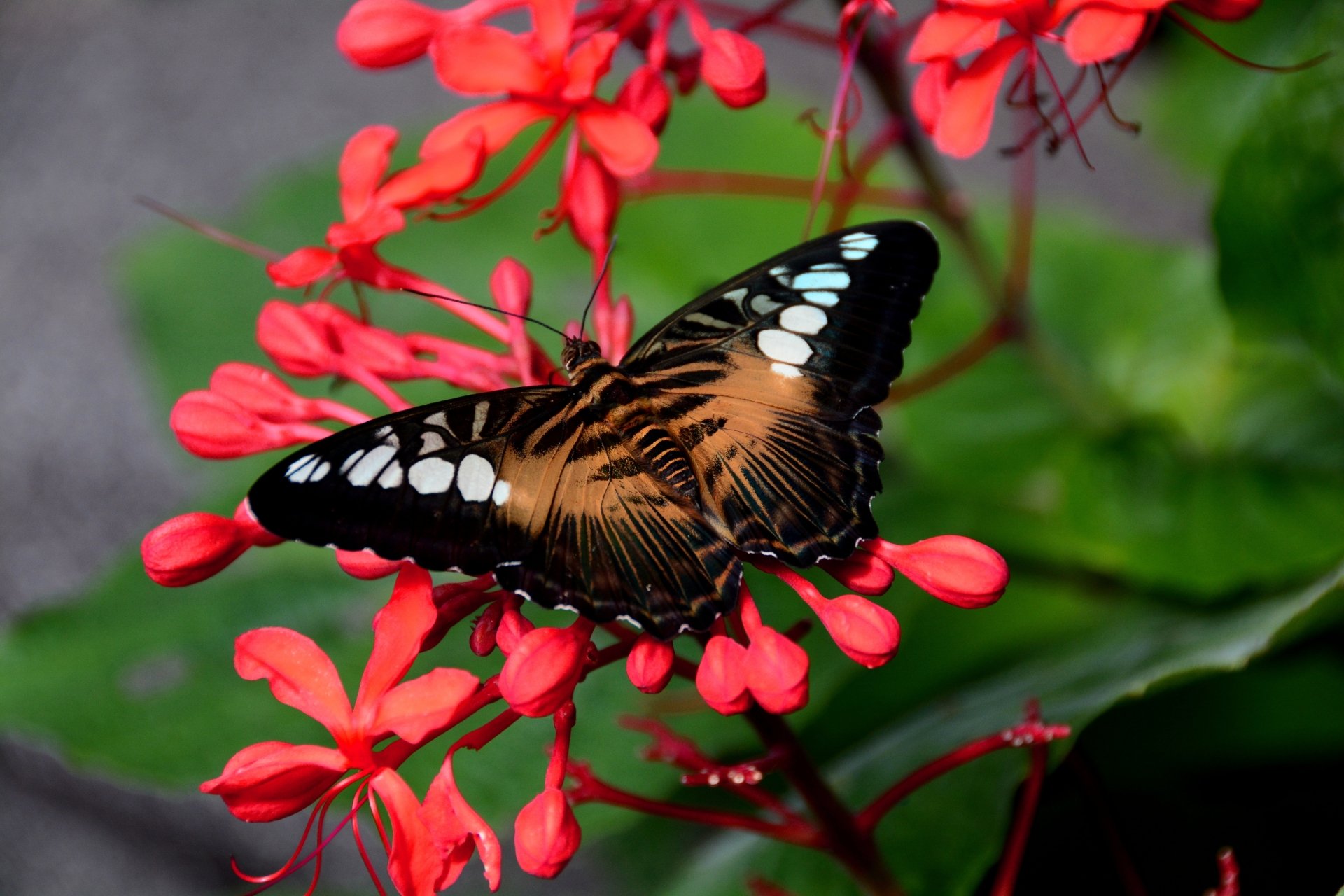 Download Red Flower Flower Insect Animal Butterfly 4k Ultra HD Wallpaper by SHAWSHANK61