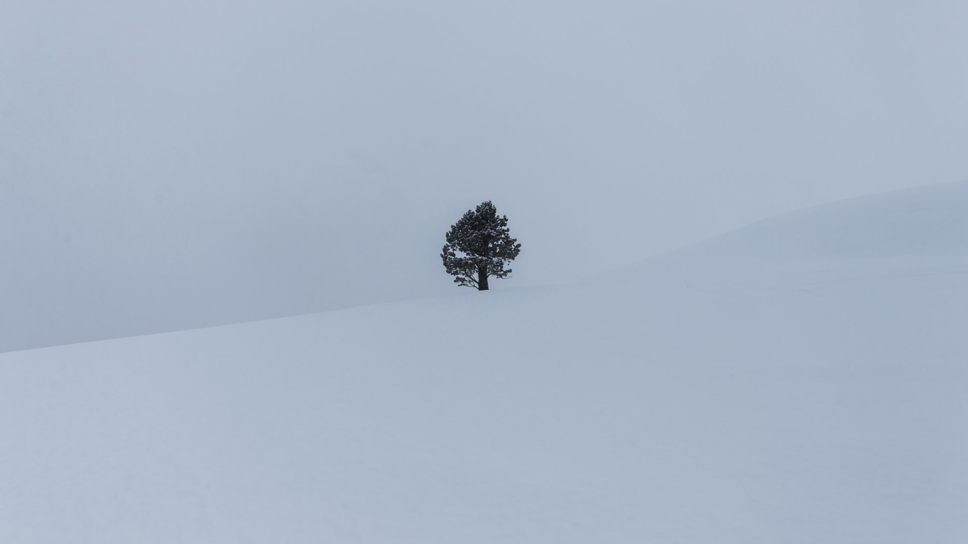 HD PC desktop wallpaper: a lonely tree standing on a snow-covered slope in a minimal winter nature scene.