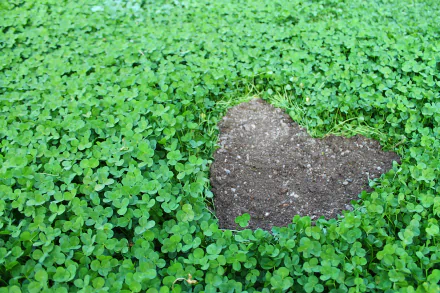 heart plant nature clover HD Desktop Wallpaper | Background Image