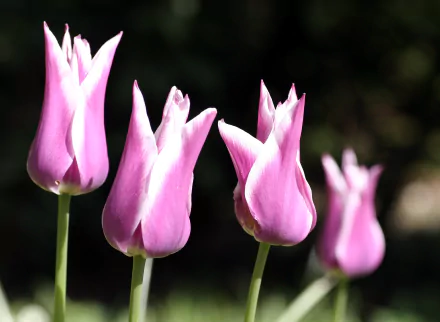 pink flower flower nature tulip HD Desktop Wallpaper | Background Image
