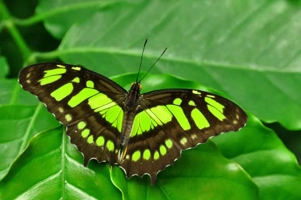  Malachite Butterfly, Scientific name: Siproeta stelenes by SHAWSHANK61