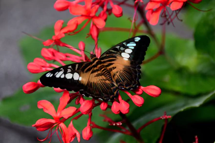  Parthenos sylvia, The Clipper Butterfly by SHAWSHANK61