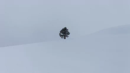 HD PC desktop wallpaper: a lonely tree standing on a snow-covered slope in a minimal winter nature scene.