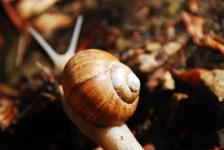 blur fall Animal snail HD Desktop Wallpaper | Background Image