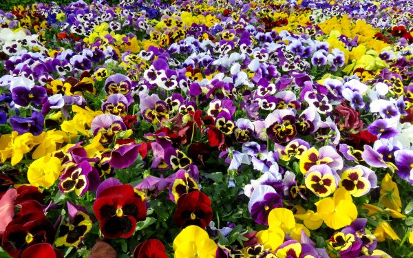 Pansy HD Wallpaper | Background Image | 2560x1600
