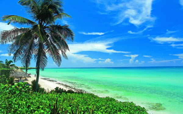 HD PC desktop wallpaper of a Cuban beach: turquoise ocean meeting the horizon, swaying palm trees, white sand and lush green foreground, earth and sky captured in vivid photography.