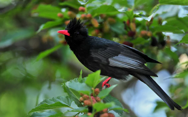  Striking Black Bird with Red Beak
