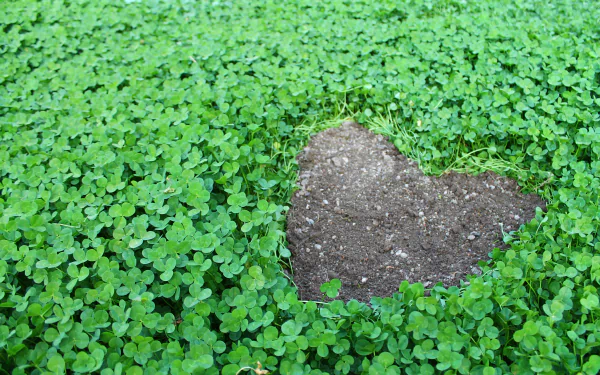 4K Ultra HD PC desktop wallpaper: heart-shaped patch of bare earth amid a sea of green clover, a plant-filled nature background emphasizing the heart motif.