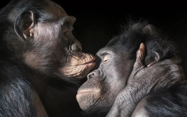 Cute chimpanzee hug: two chimpanzees embrace in a tender display of love, animal portrait rendered as 2K Quad HD PC desktop wallpaper/background.