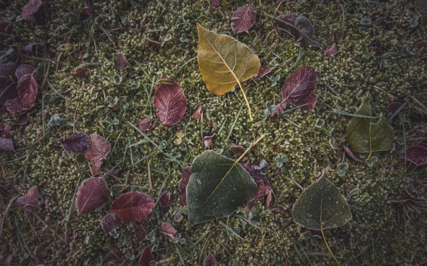 An HD desktop wallpaper featuring frozen leaves scattered on a mossy ground, capturing the serene beauty of nature in tranquil autumn hues.