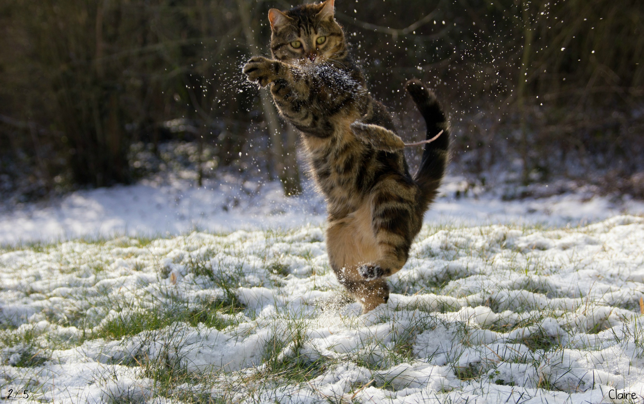 Kung fu cat by Claire Photographie
