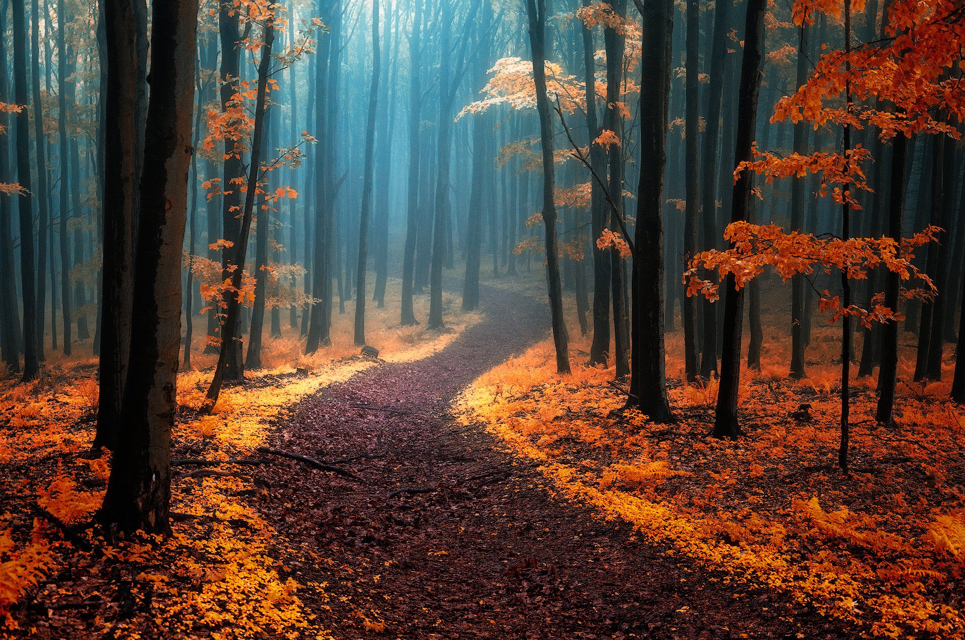 Path In Foggy Autumn Forest Hd Wallpaper Hintergrund 1920x1275 Id