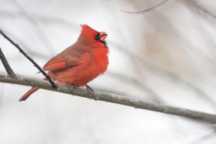 Vivid northern cardinal bird perched on a bare winter branch against a soft snowy background — 4K Ultra HD PC desktop wallpaper.