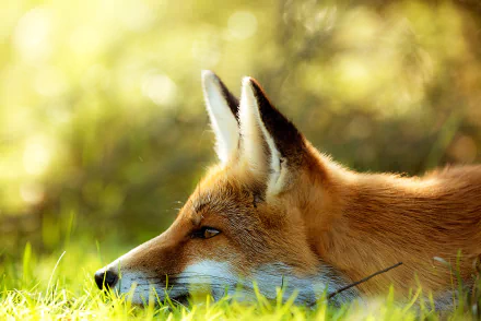 A close-up of a fox resting in vibrant green grass with a soft summer bokeh background, captured in HD for a serene PC desktop wallpaper.