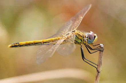  Red-veined darter by Alvesgaspar