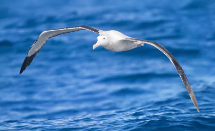 Animal albatross HD Desktop Wallpaper | Background Image