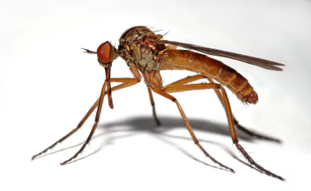 Close-up macro HD desktop wallpaper of a midge insect, showcasing detailed features of this small mosquito-like animal against a plain white background.