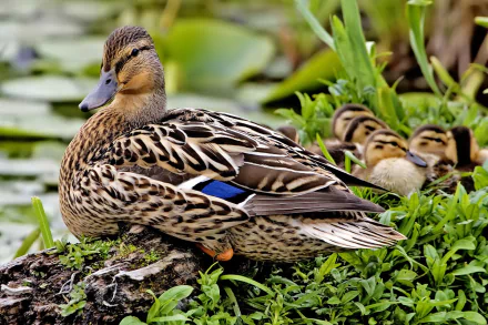 Animal mallard HD Desktop Wallpaper | Background Image