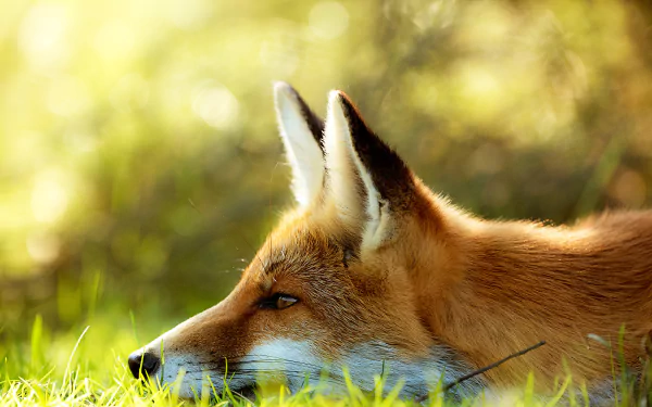 A close-up of a fox resting in vibrant green grass with a soft summer bokeh background, captured in HD for a serene PC desktop wallpaper.