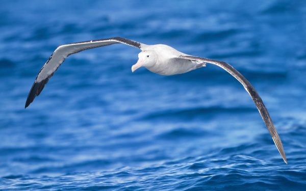 Animal Albatross Birds Seabirds HD Wallpaper | Background Image