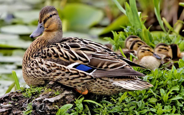 Animal mallard HD Desktop Wallpaper | Background Image