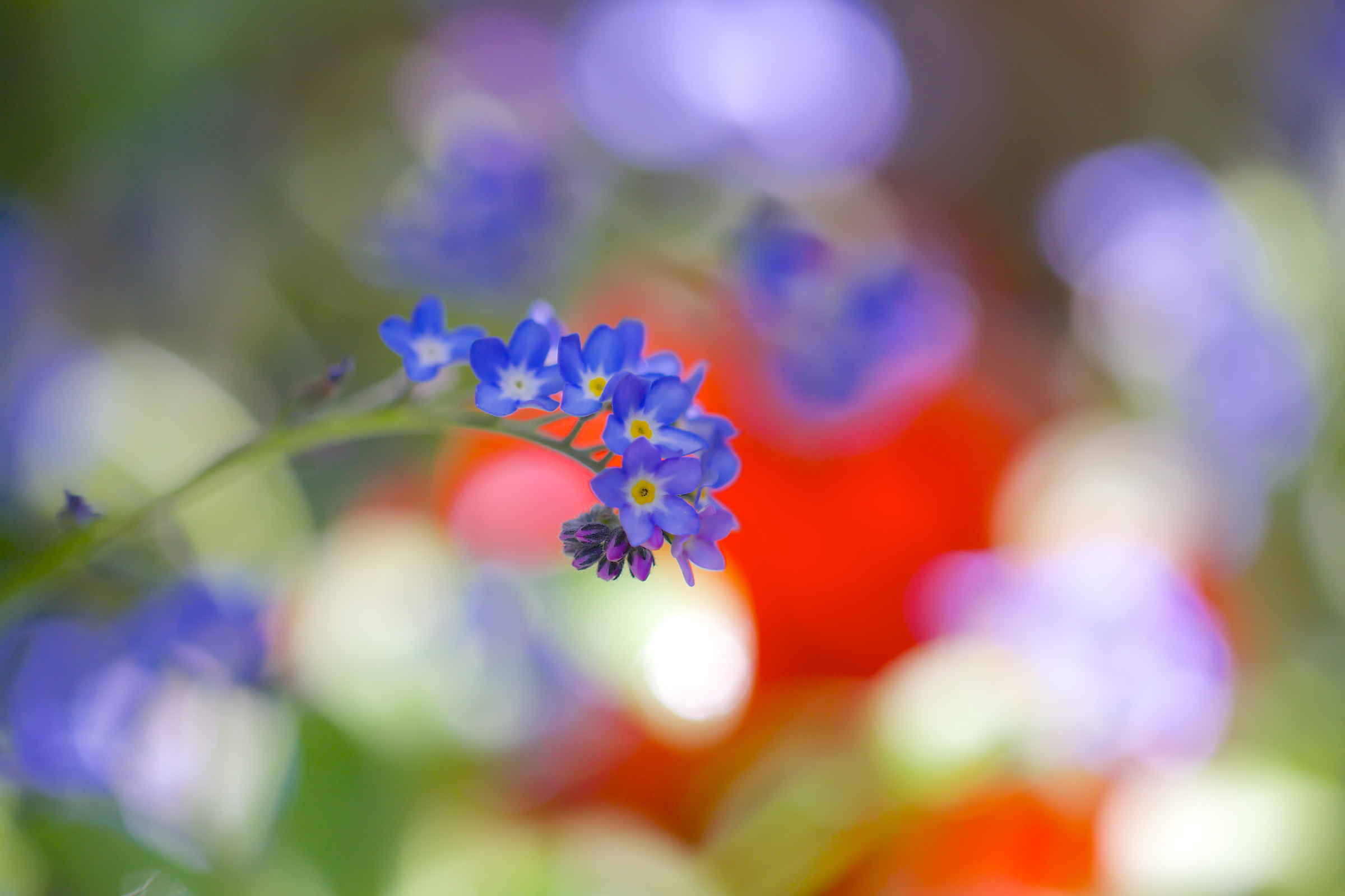 Nature Forget-Me-Not HD Wallpaper by Paula Watts