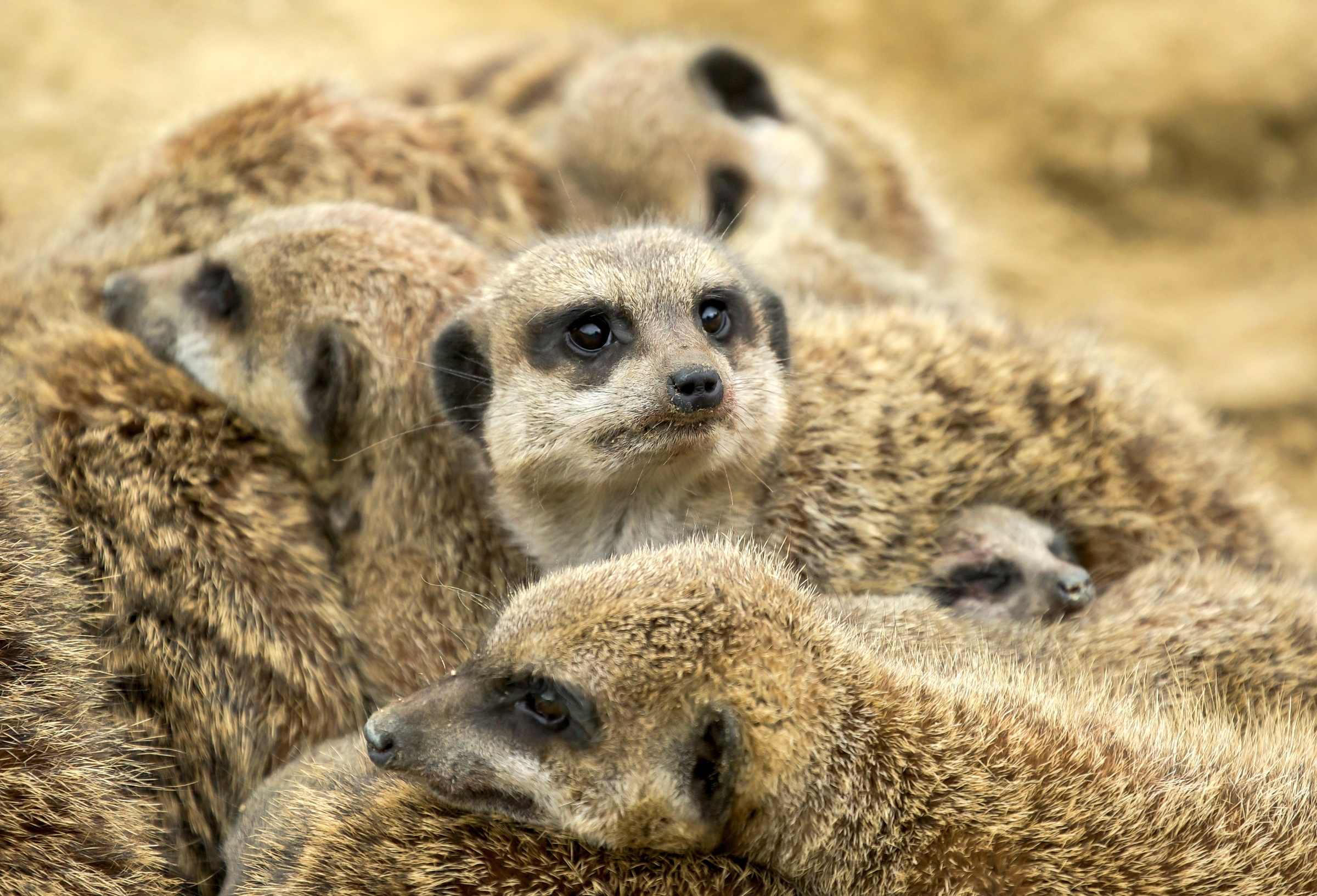 Meerkat HD Wallpaper | Background Image | 2400x1633 | ID:707176