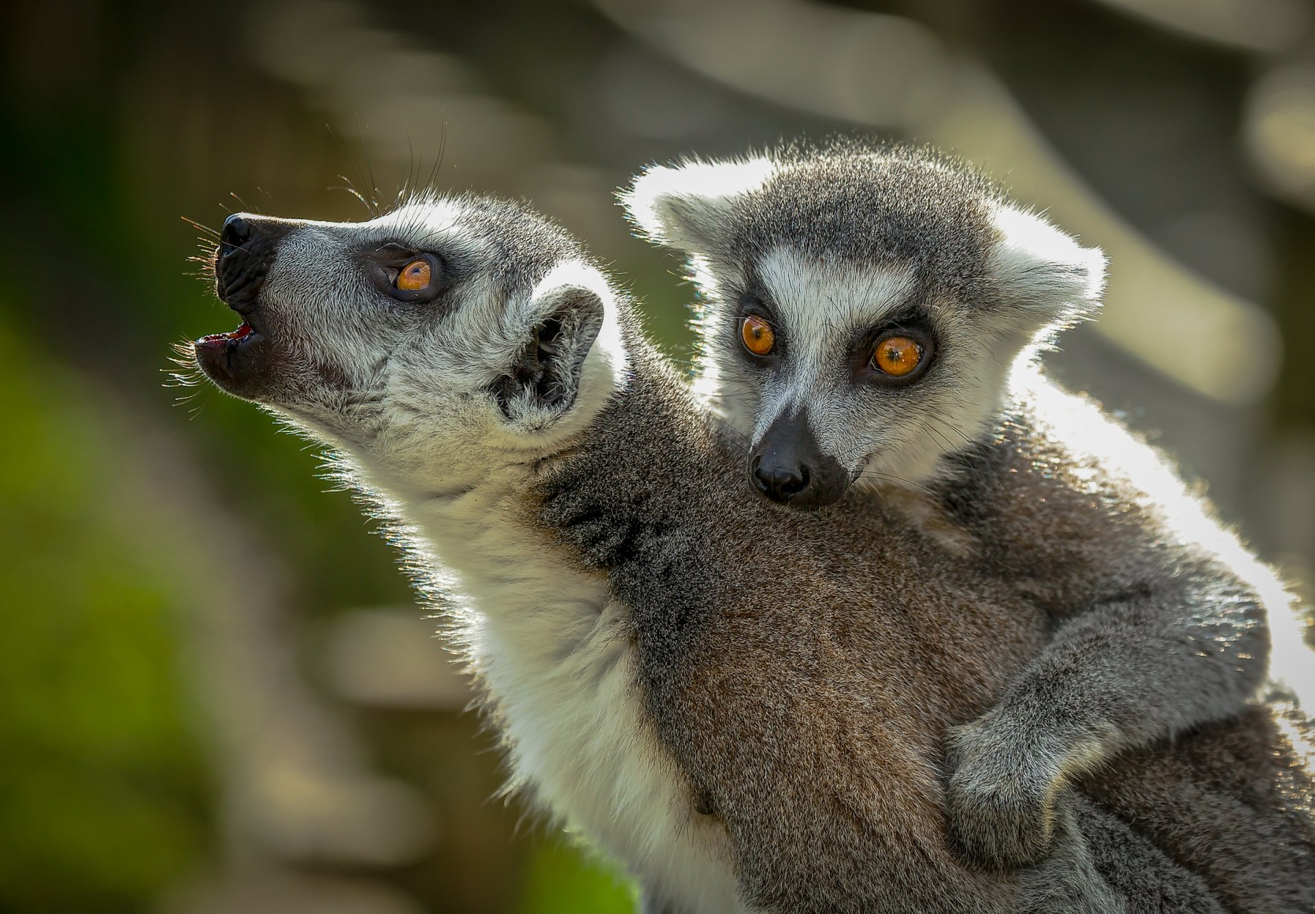 Download Primate Animal Lemur HD Wallpaper by Paula Watts