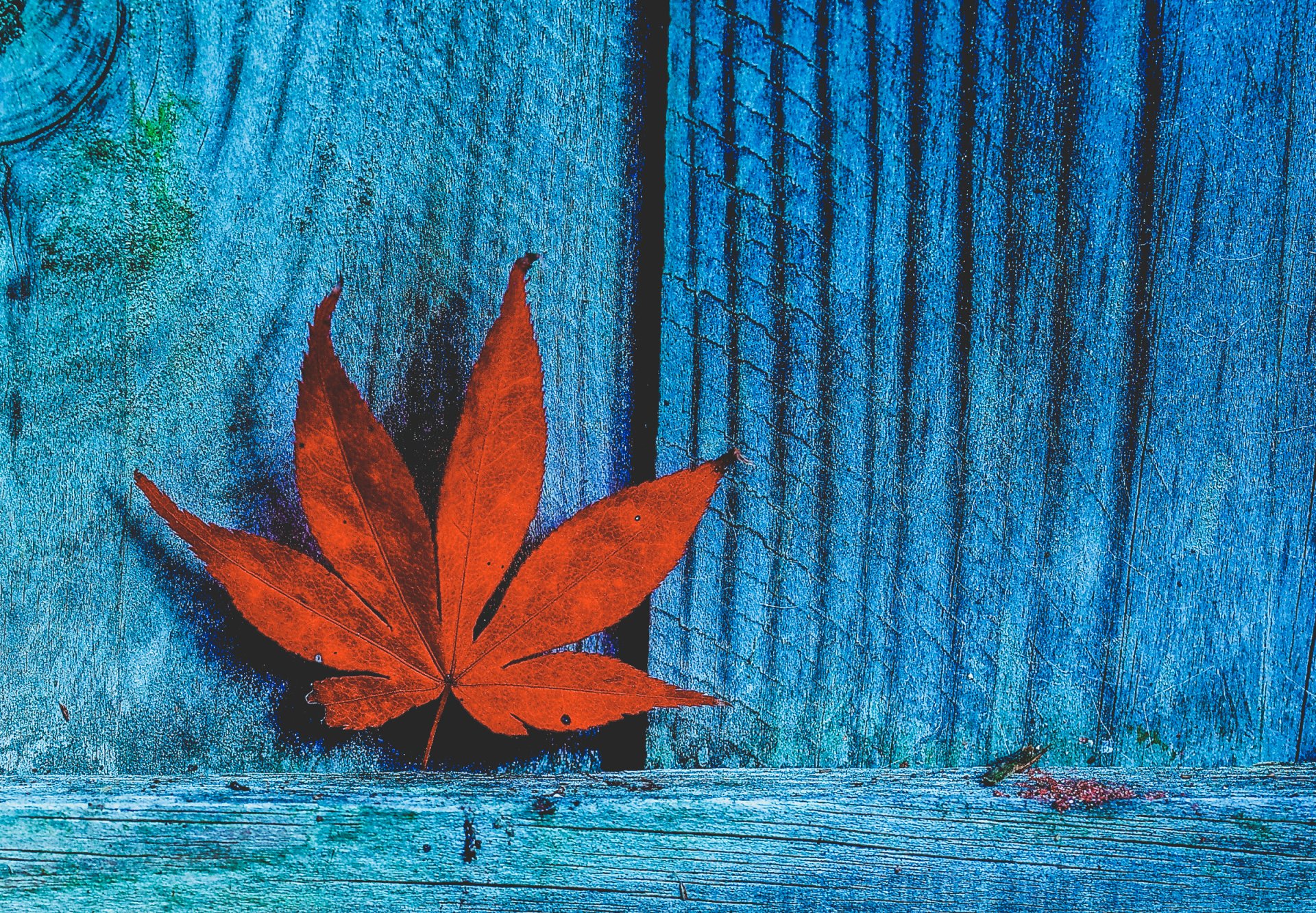 Download Fall Nature Maple Leaf Leaf HD Wallpaper by Paula Watts