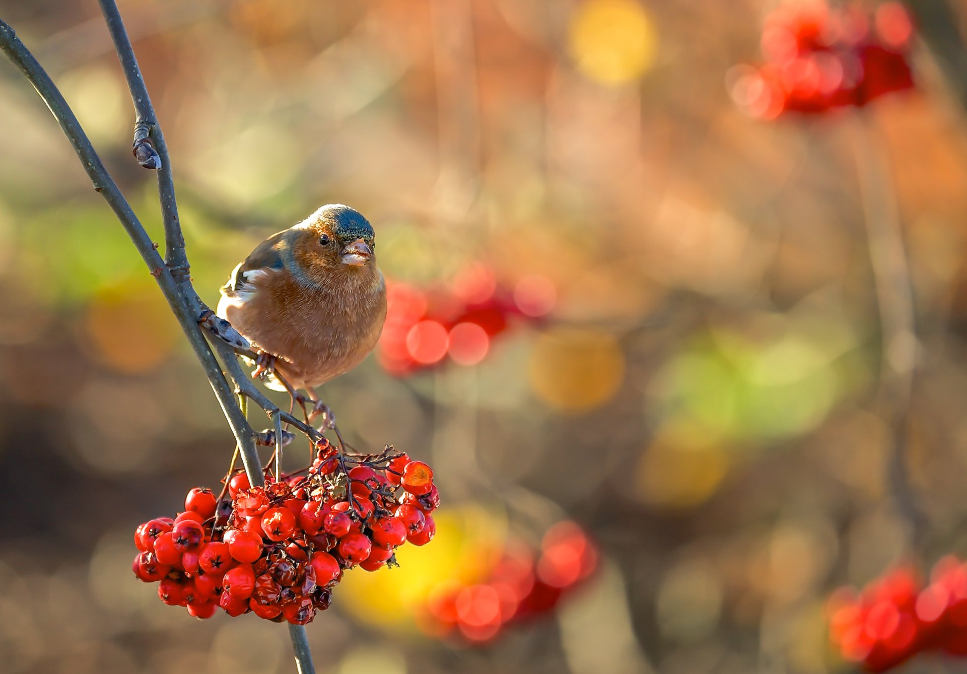 A finch perched on bright red currants with a soft bokeh background, captured in HD for a vibrant desktop wallpaper.