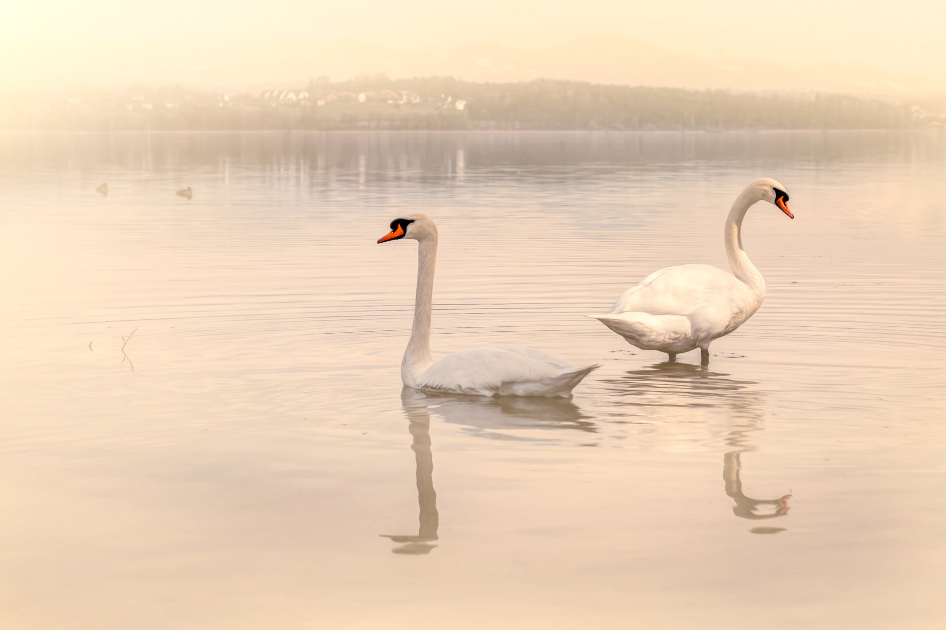 Mute Swan 4k Ultra HD Wallpaper | Background Image | 5616x3744