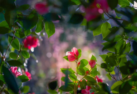  Once Upon a Time ...there was a Camellia by Paula Watts