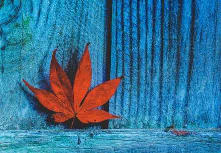 fall nature maple leaf leaf HD Desktop Wallpaper | Background Image