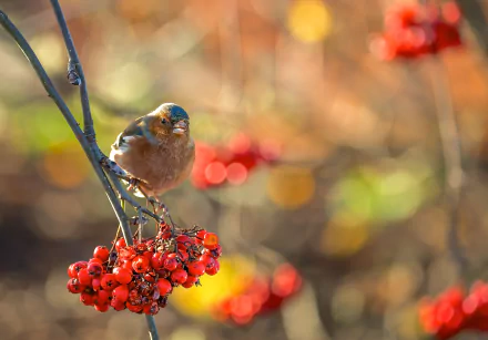 A finch perched on bright red currants with a soft bokeh background, captured in HD for a vibrant desktop wallpaper.