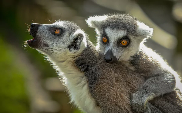 primate Animal lemur HD Desktop Wallpaper | Background Image