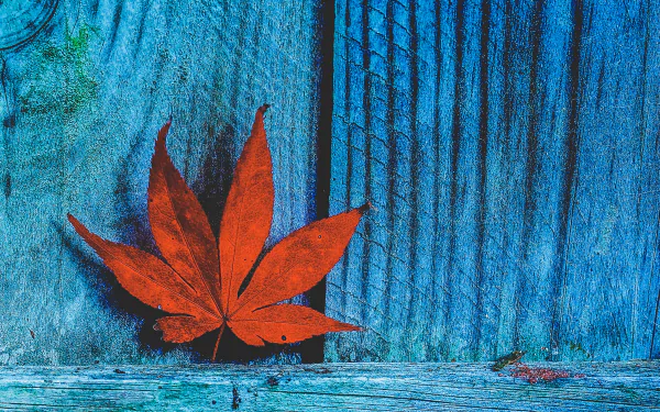 fall nature maple leaf leaf HD Desktop Wallpaper | Background Image