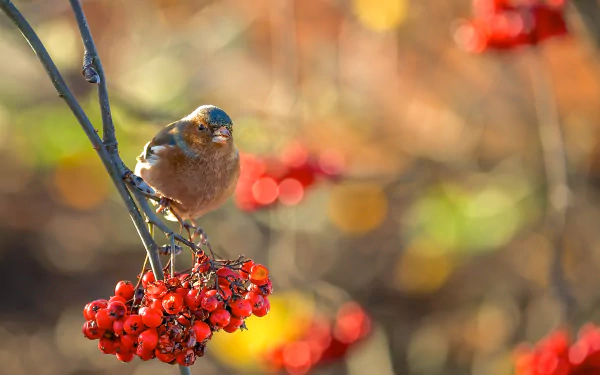 A finch perched on bright red currants with a soft bokeh background, captured in HD for a vibrant desktop wallpaper.