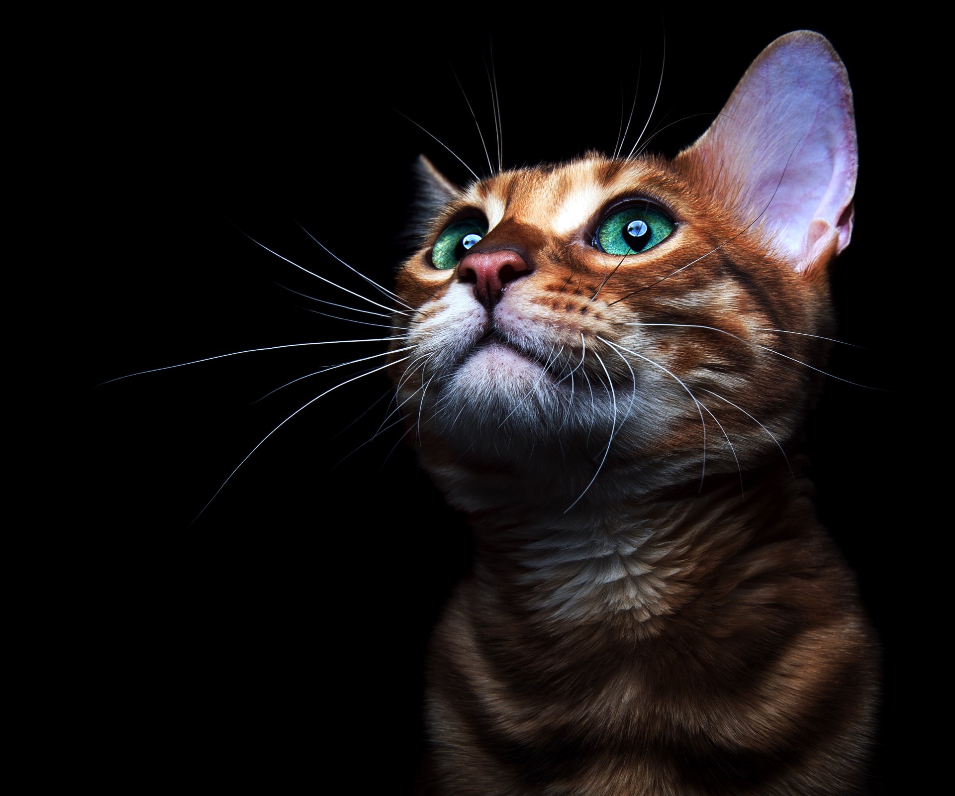 A striking HD desktop wallpaper featuring a close-up of an orange tabby kitten, showcasing its vivid green eyes and detailed fur against a dark background.