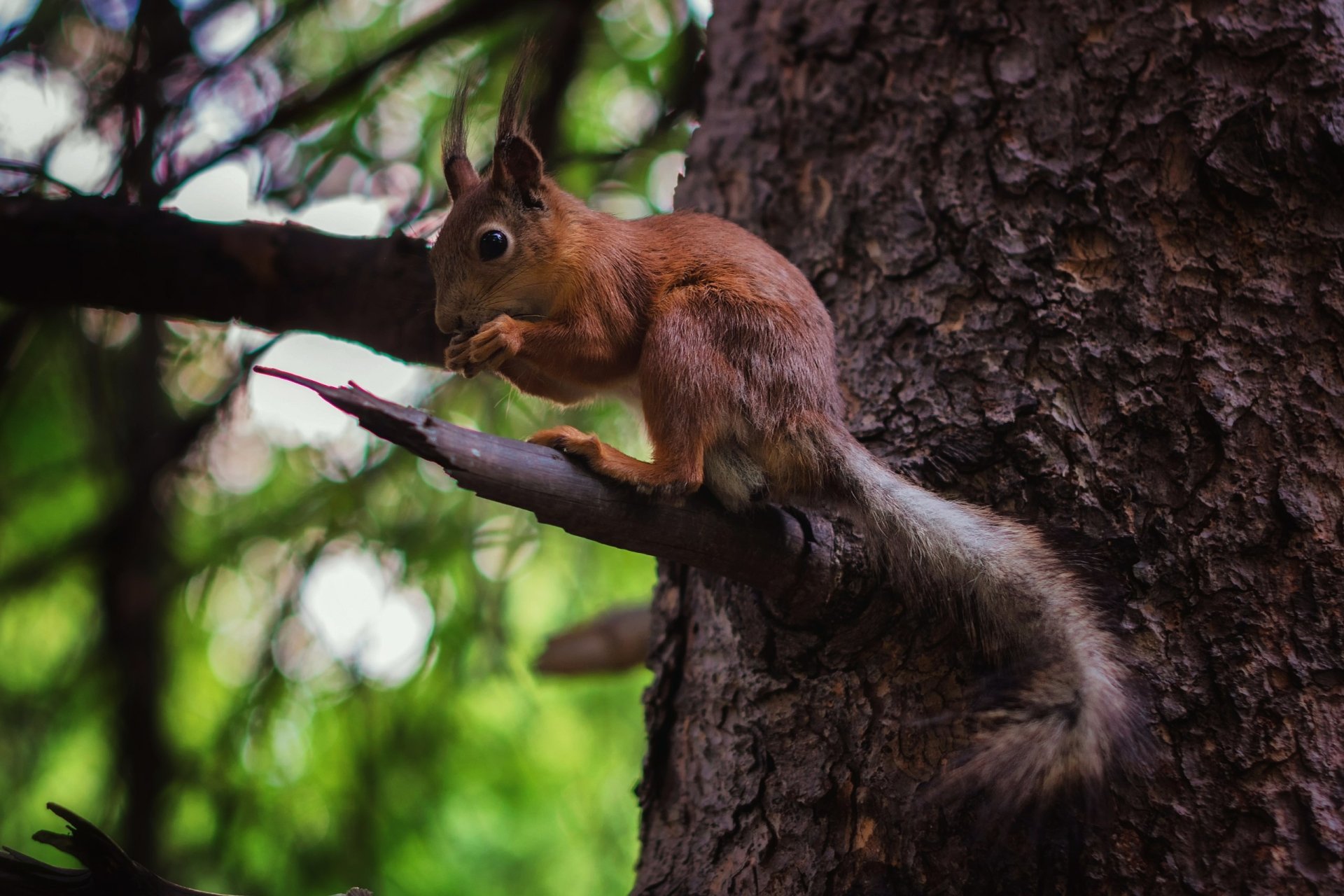 Download Animal Squirrel HD Wallpaper by vinilgod