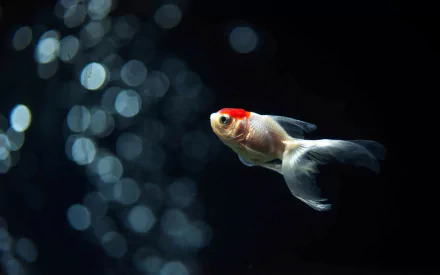 A close-up of a goldfish swimming gracefully in an aquarium, set against a backdrop of shimmering bubbles, creating a serene underwater scene. HD desktop wallpaper.