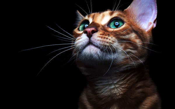 kitten Animal cat HD Desktop Wallpaper | Background Image