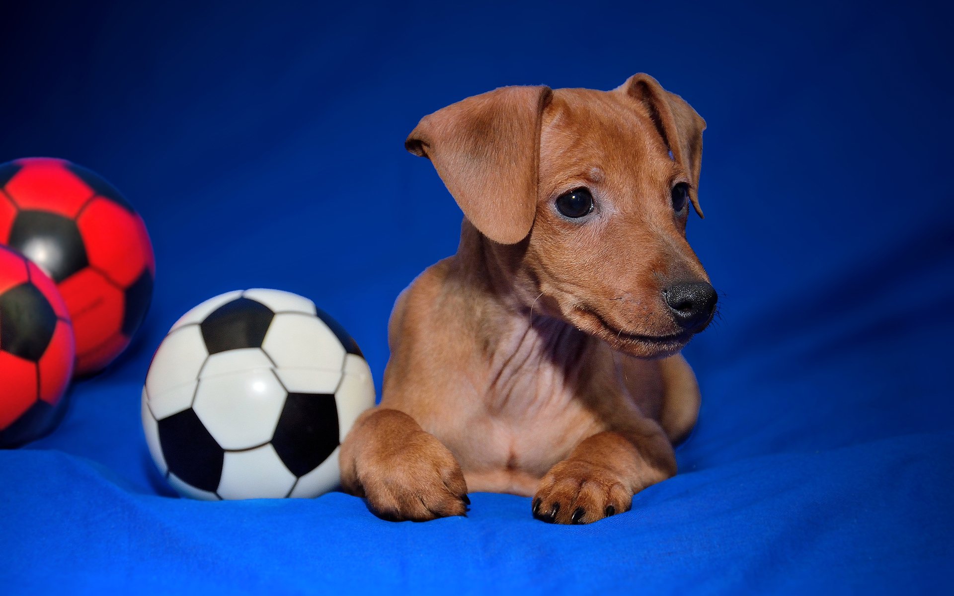 A miniature pinscher puppy rests on a blue surface beside two soccer balls in this 4K Ultra HD desktop wallpaper showcasing an adorable dog.