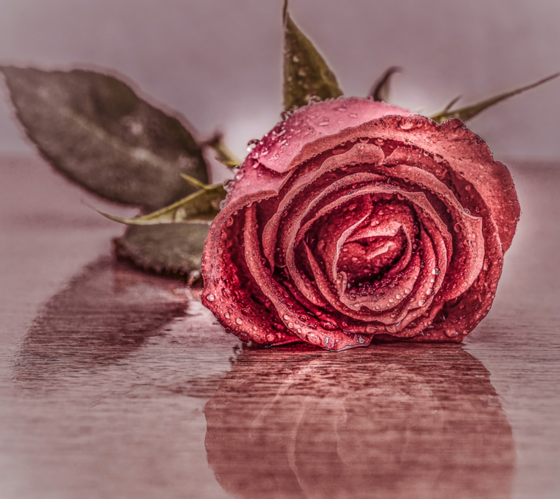 HD Pink Rose Close-Up with Dewdrops – Nature’s Elegant Beauty ...