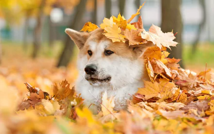 An Akita dog relaxes in a colorful pile of autumn leaves, surrounded by trees, creating a serene fall scene perfect for a HD desktop wallpaper.