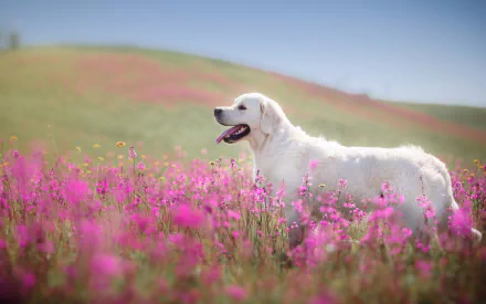 A golden retriever stands in a vibrant field of pink flowers, with rolling green hills in the background, creating a joyful and serene HD wallpaper.