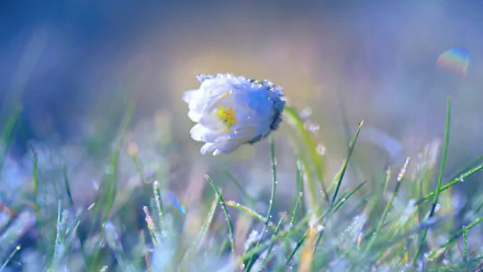 Close-up of a chamomile flower covered in dew drops amidst grass in a springtime nature scene, captured in HD for a PC desktop wallpaper.