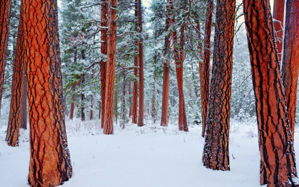  Redwood Forest in Winter